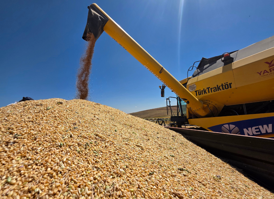 Puratos Turkey's Heirloom Wheat Project Completes Third Harvest of Zerun