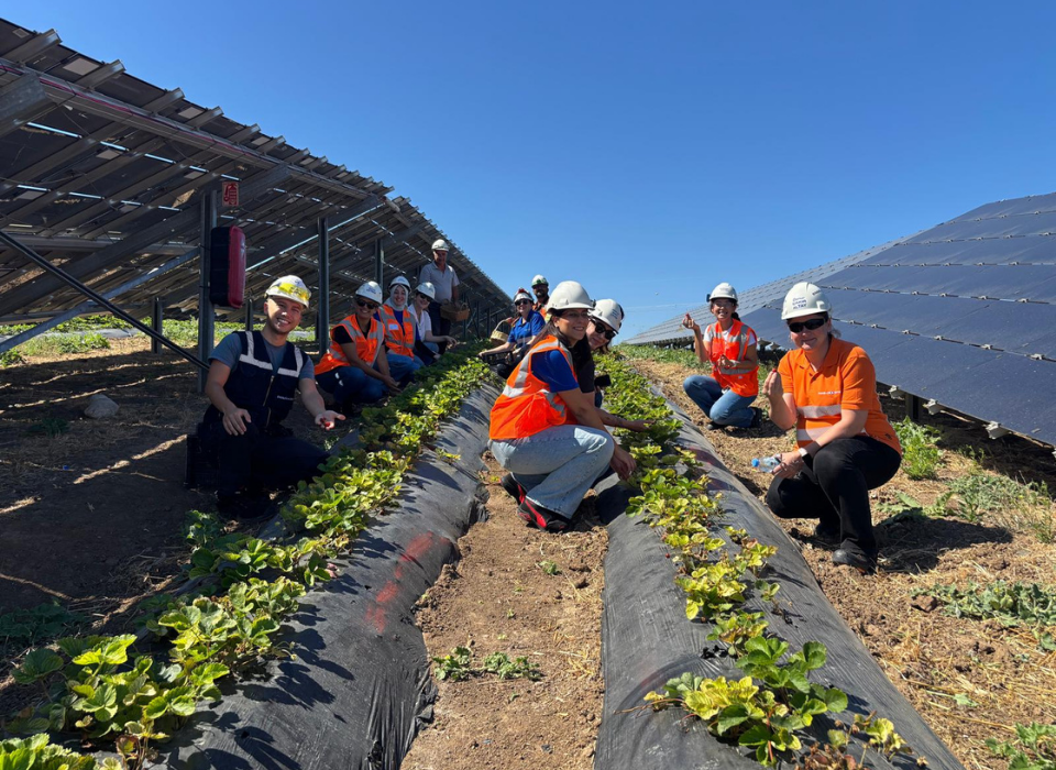Enerjisa Üretim Agrivoltaik Tarım Uygulamaları ile 5 Ton Hasat Yaptı