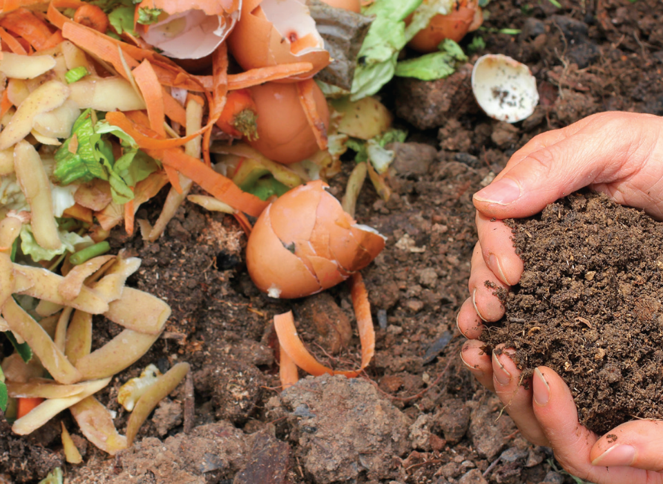 Food Waste Compost Alone Less Effective Than Potting Soil, Study Finds