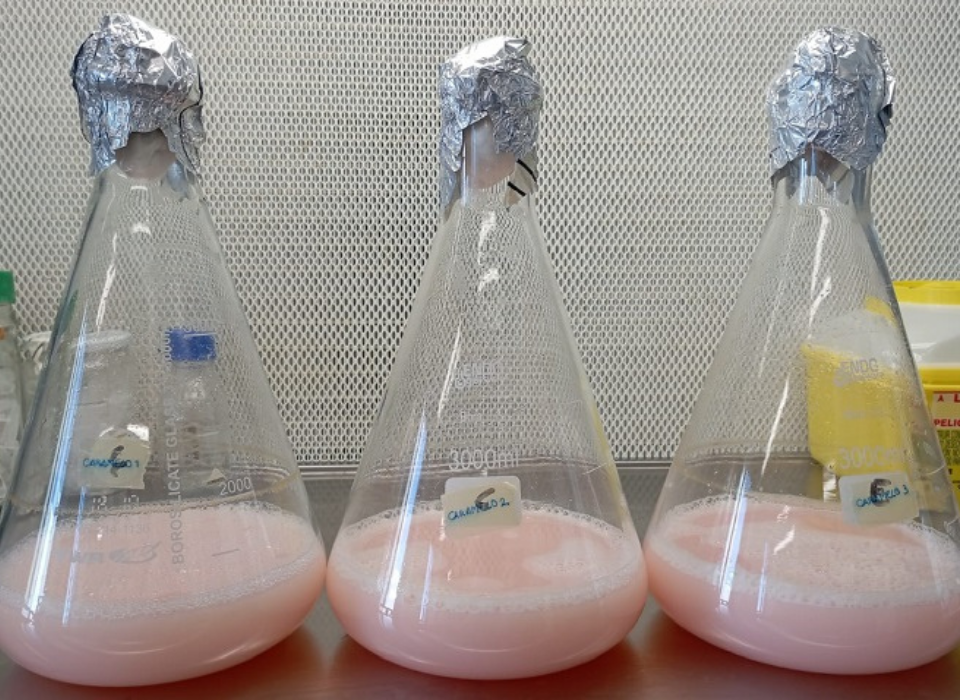 Researchers at UA Discover Anticancer Properties in Pink Pigment Found in Salt Lakes