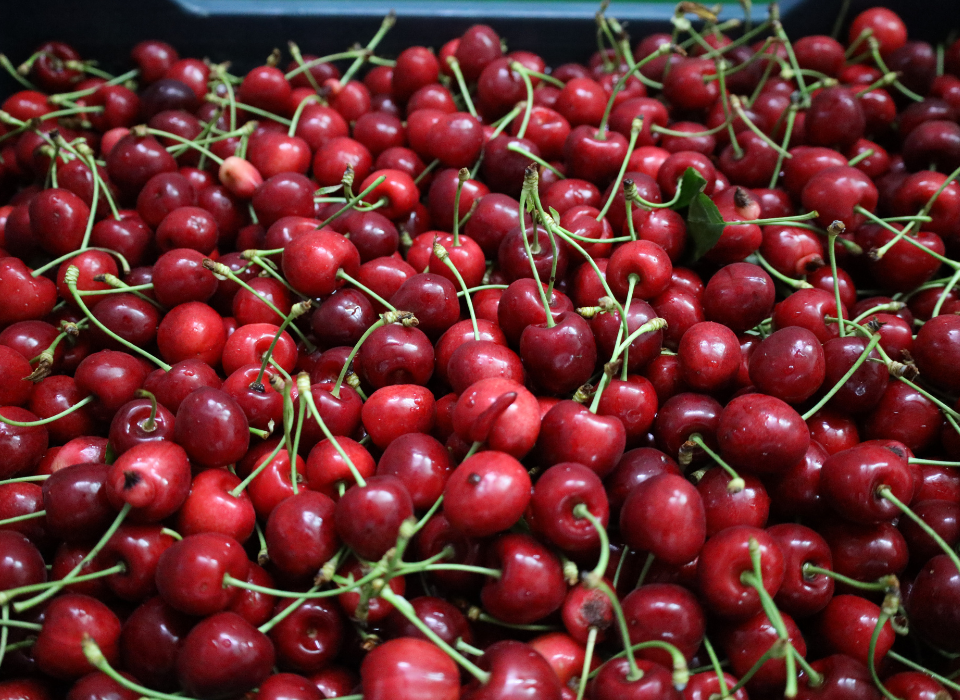 Cherry Exports Recover in 2025