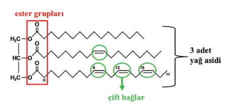 Şekil 4. Yağın trigliserit yapısı