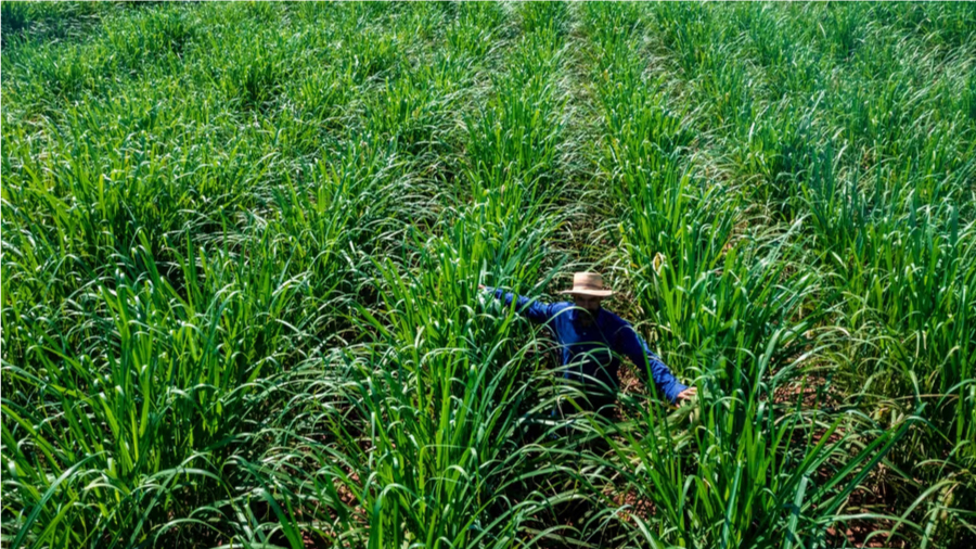 Unilever and Nufarm Partner on Plant-Based Oil Production