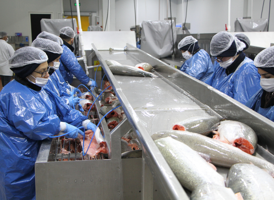Turkish Salmon Expands into Global Markets