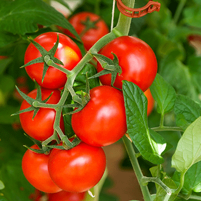 domates cilde faydaları