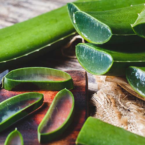 Barentz’in Doğal Biyoaktifler Zengini Aloe Verası