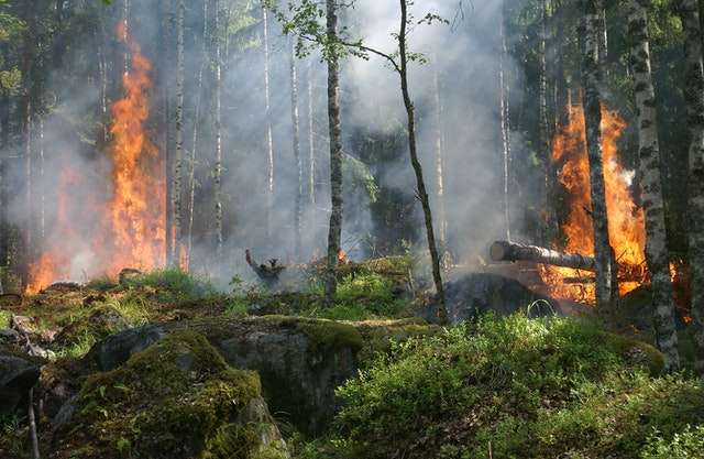 Orman Yangını ile Karşılaşınca Ne Yapabiliriz?