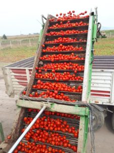 domates tarımı