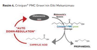 Crinipan® PMC Green’nin Etki Mekanizması