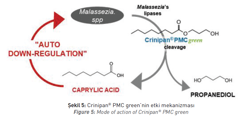 Crinipan® PMC green