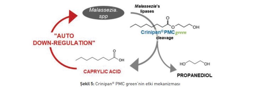 Crinipan® PMC green’nin etki mekanizması