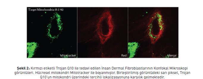Kırmızı etiketli Trojan Q10 ile tedavi edilen İnsan Dermal Fibroblastlarının Konfokal Mikroskopi görüntüleri. Hücresel mitokondri Mitotracker ile boyanmıştır. Birleştirilmiş görüntüdeki sarı piksel, Trojan Q10’un mitokondri üzerindeki tercihli lokalizasyonuna karşılık gelmektedir.
