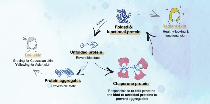 proteinin katlanması