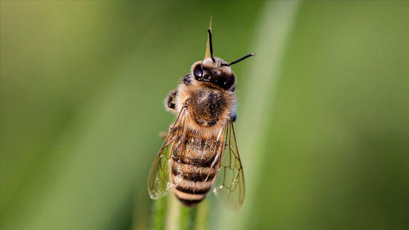 Yaban Arılarının Azalması Bitkisel Üretimi Olumsuz Etkileyebilir